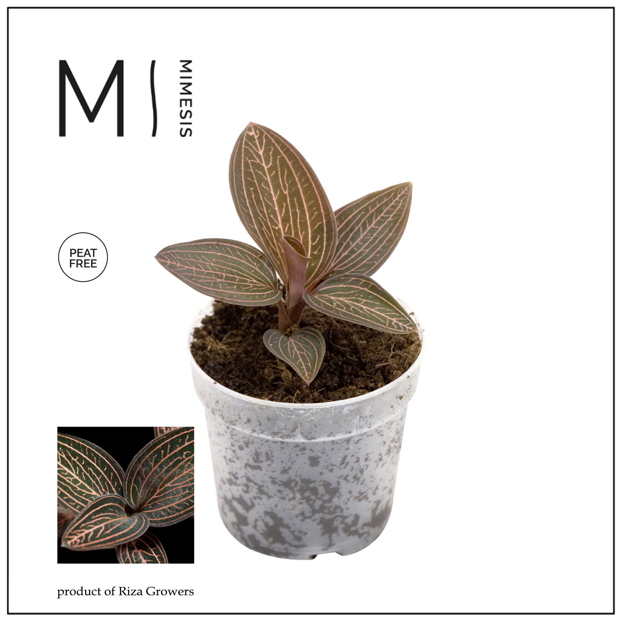 Mimesis Jewel Orchid KARMA Ludisia Ruby - 7cm, D 7