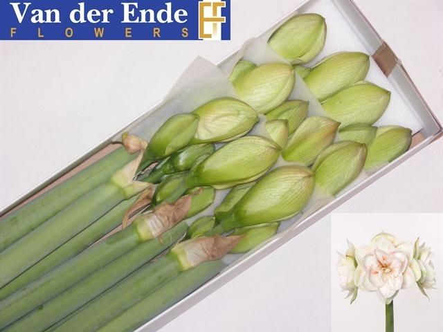 Амарилис Нимф (бело-красн.) x10, шт.