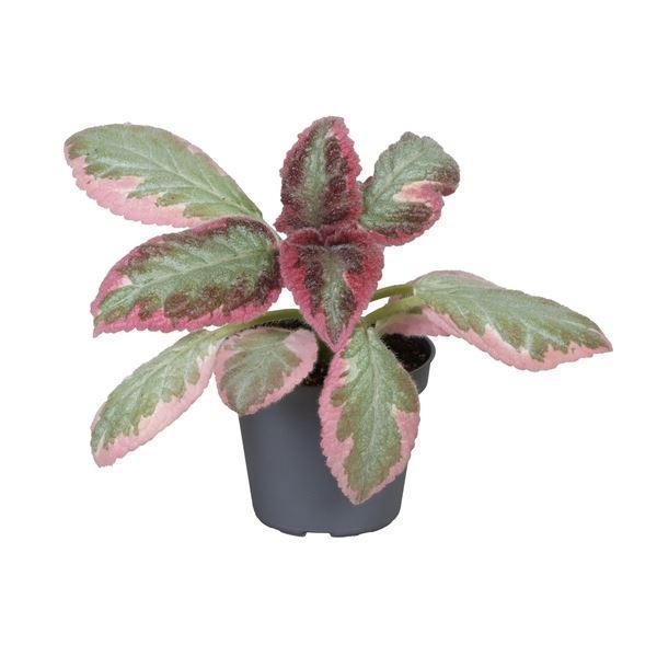 Episcia Pink Brocade 6 cm, D 6 cm
