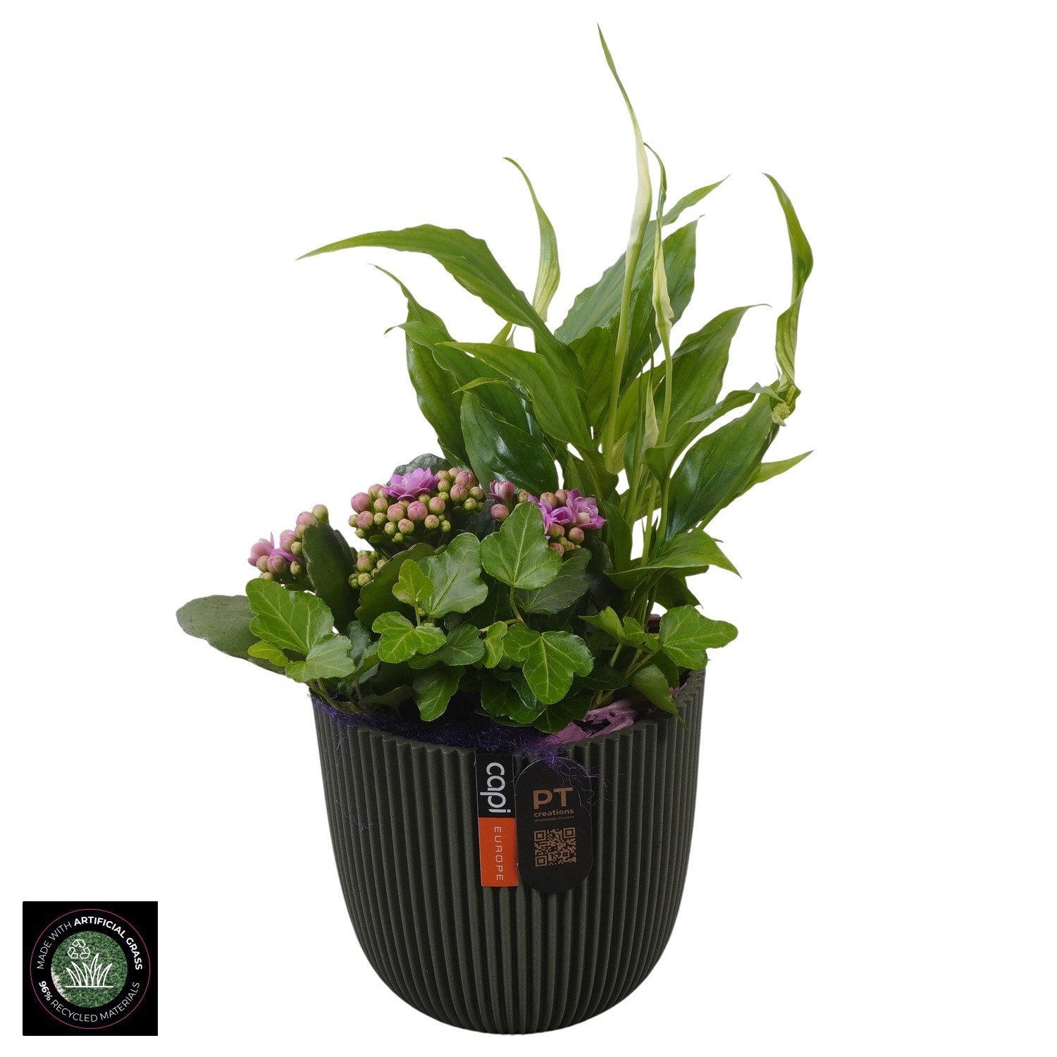 PTIB5213 Arrangement Indoor in capi pot, D 13