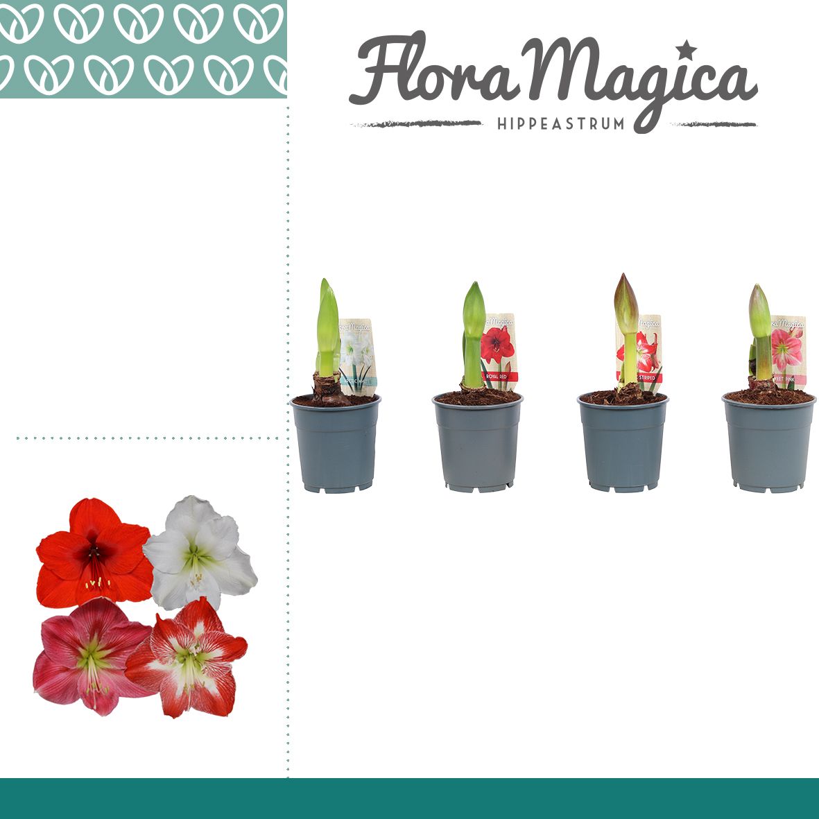 Amaryllis Mix 1 Knop, D 12