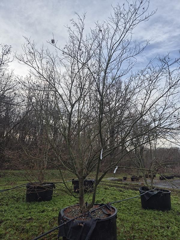 Acer pal. 'Asahi Zuru', D 120