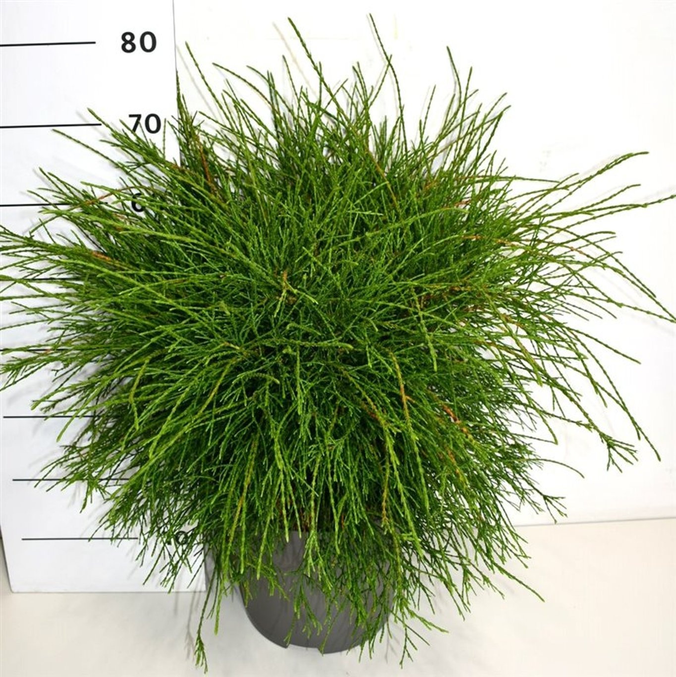 Thuya occ. "Pin Cushion', D 32