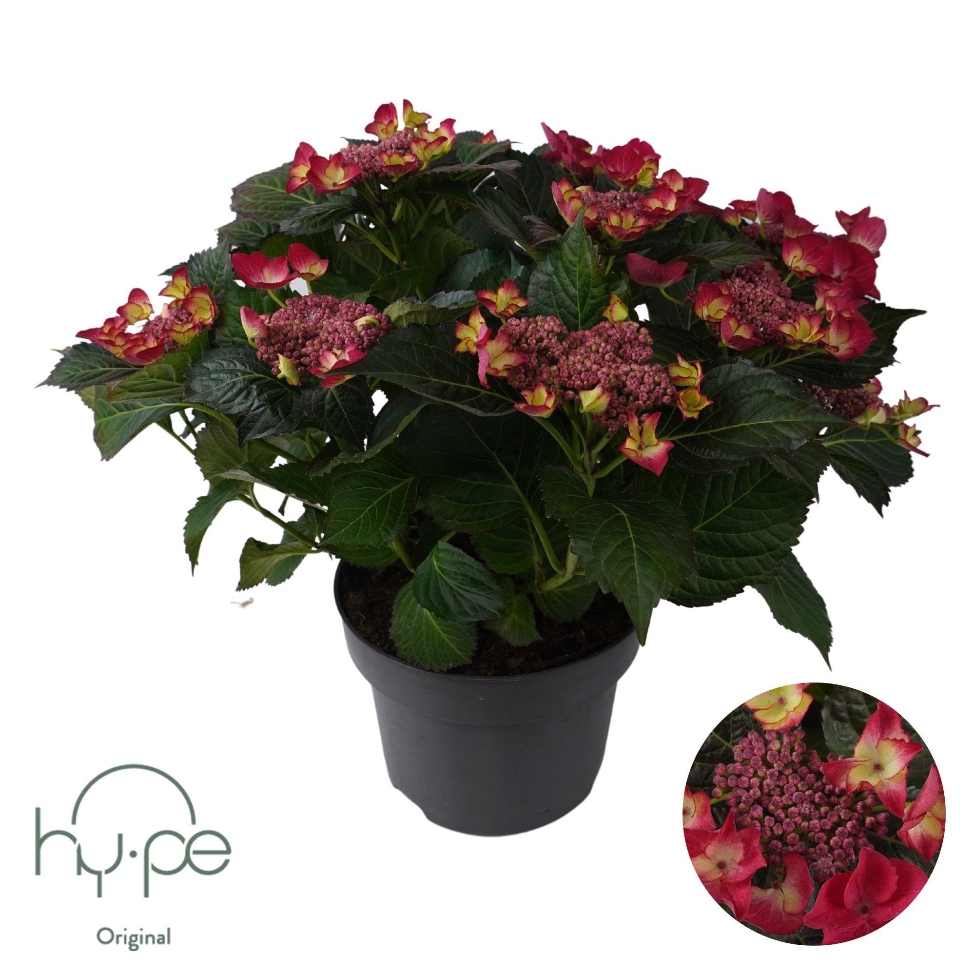 Hydrangea Lacecap Red 10+ | Hy-pe Original, D 23