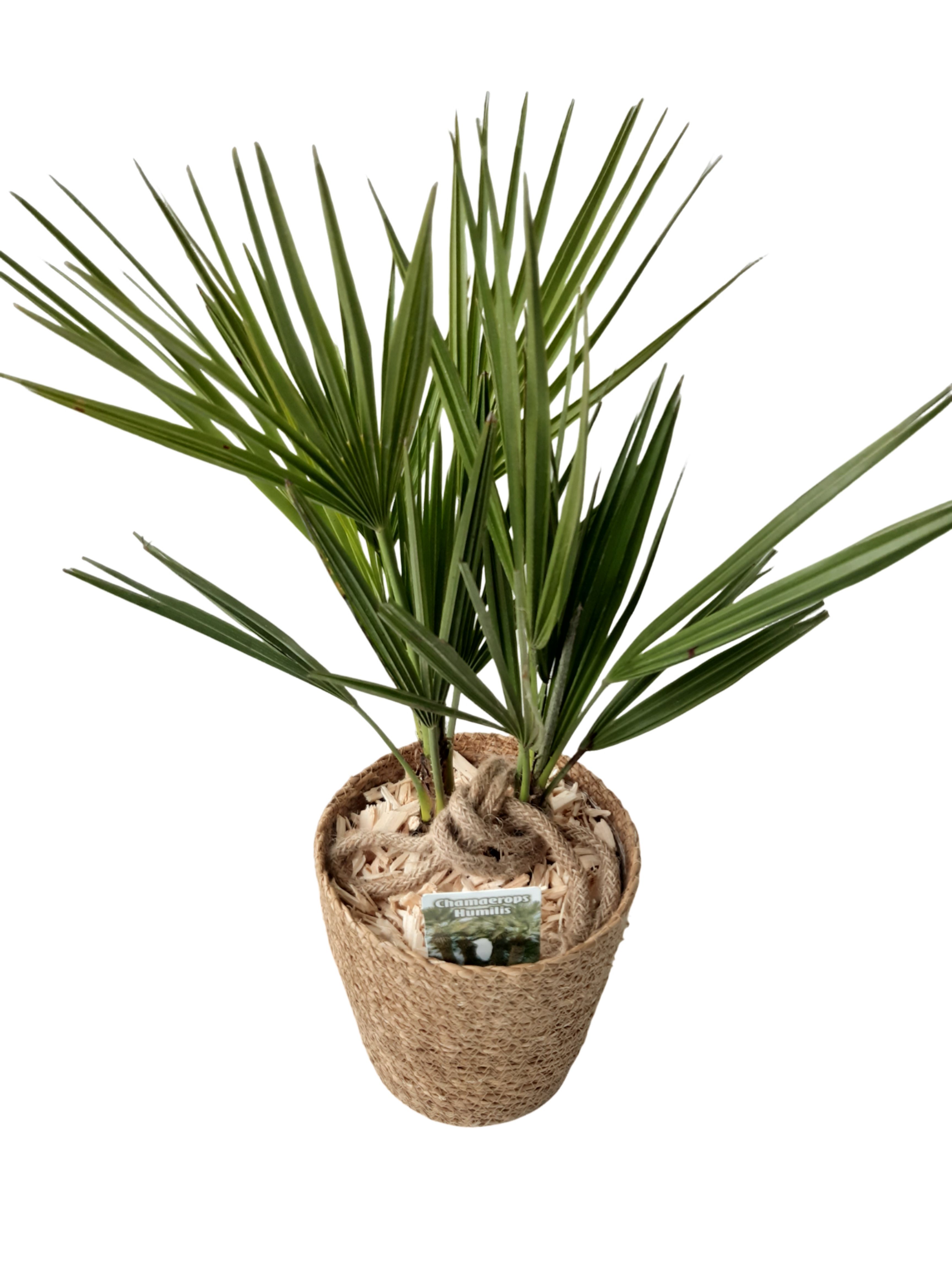 ZM17CH Mand Sea grass 17cm Chamaerops Humilis 50cm, D 17 cm