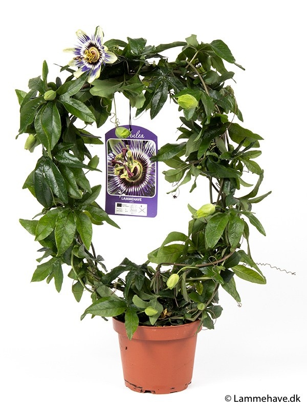 PASSIFLORA CAERULEA, D 13