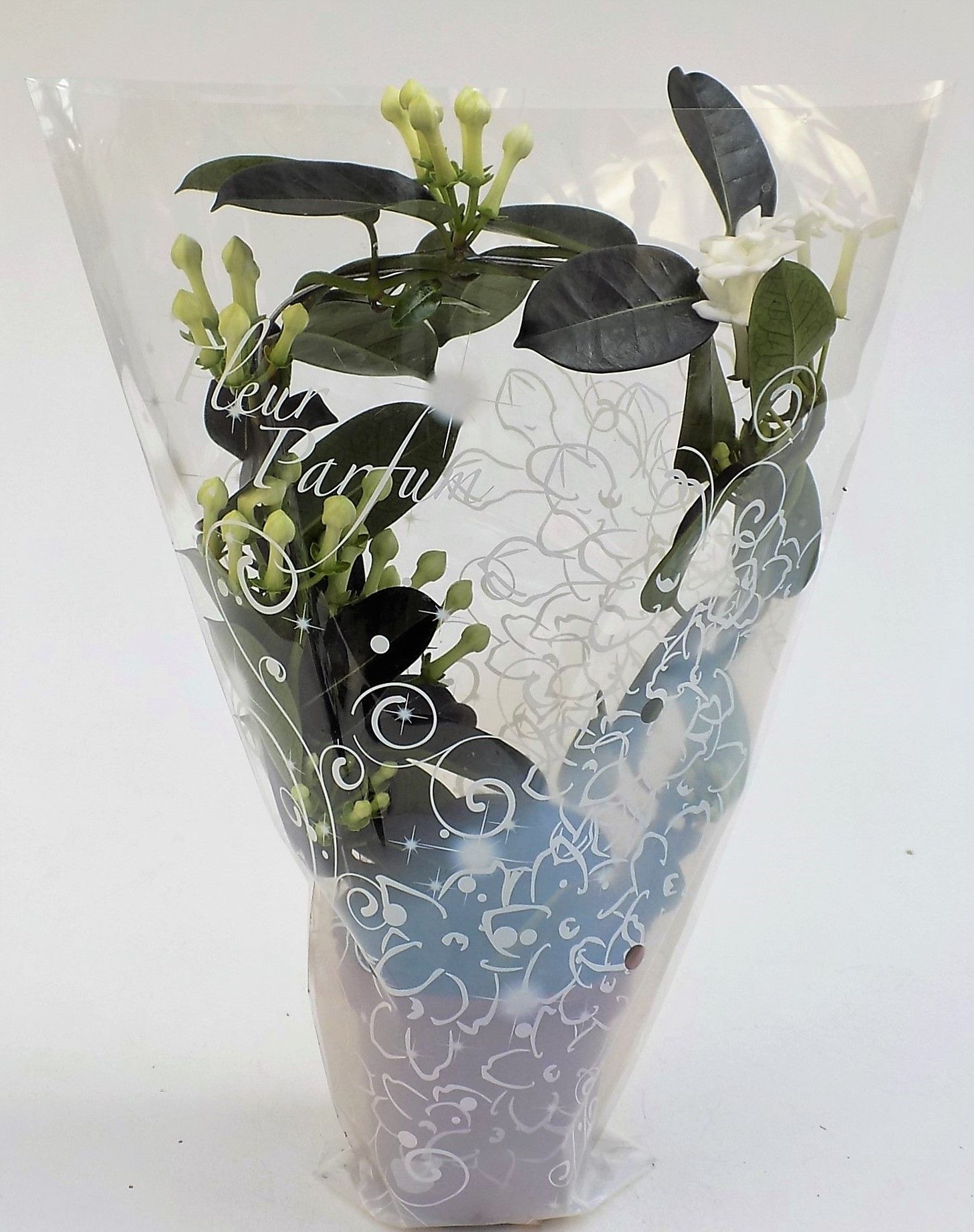 Stephanotis 6-9 tros Gifthoes Bon, D 12