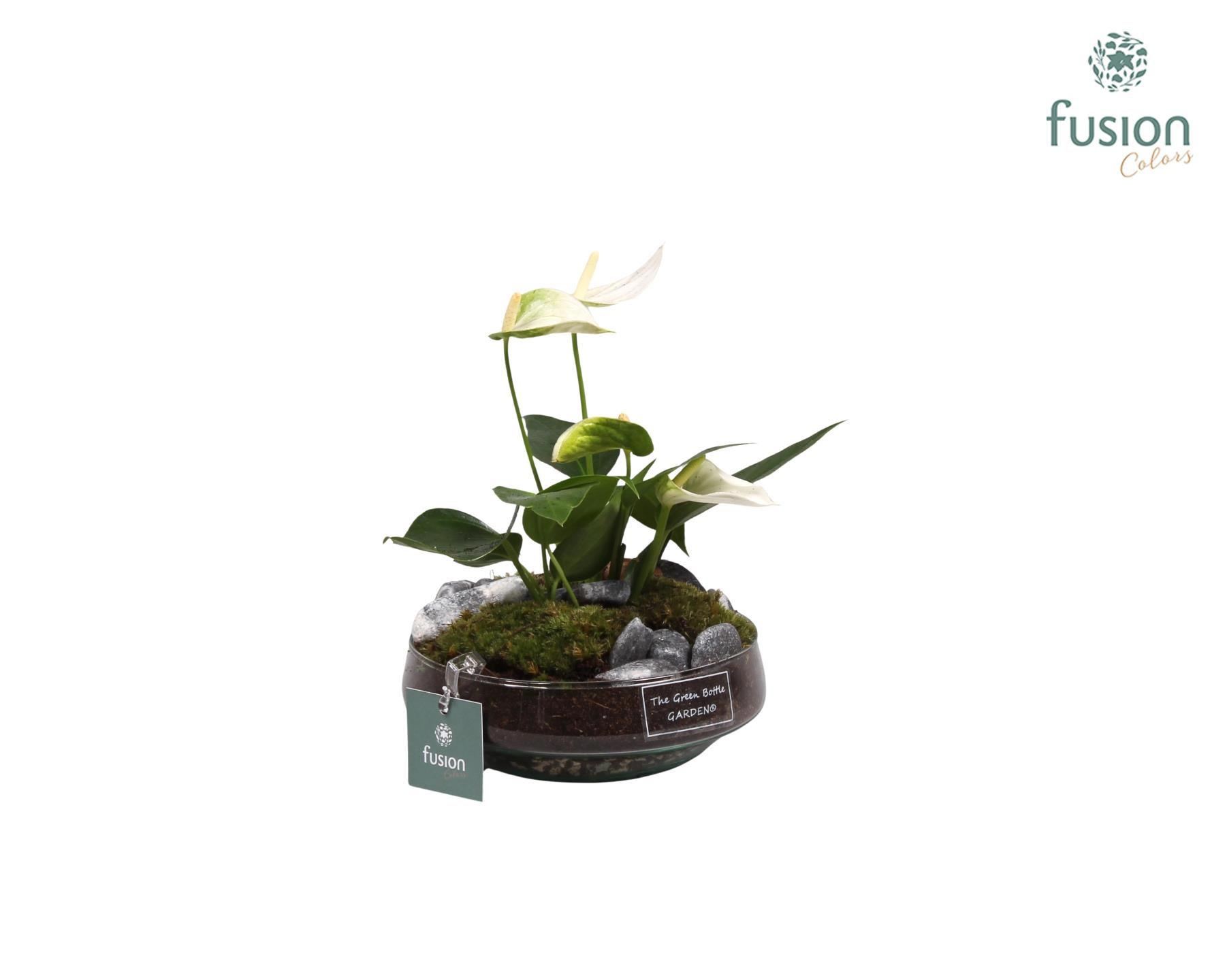 Green Bottle Iris Small met anthurium wit, D 15