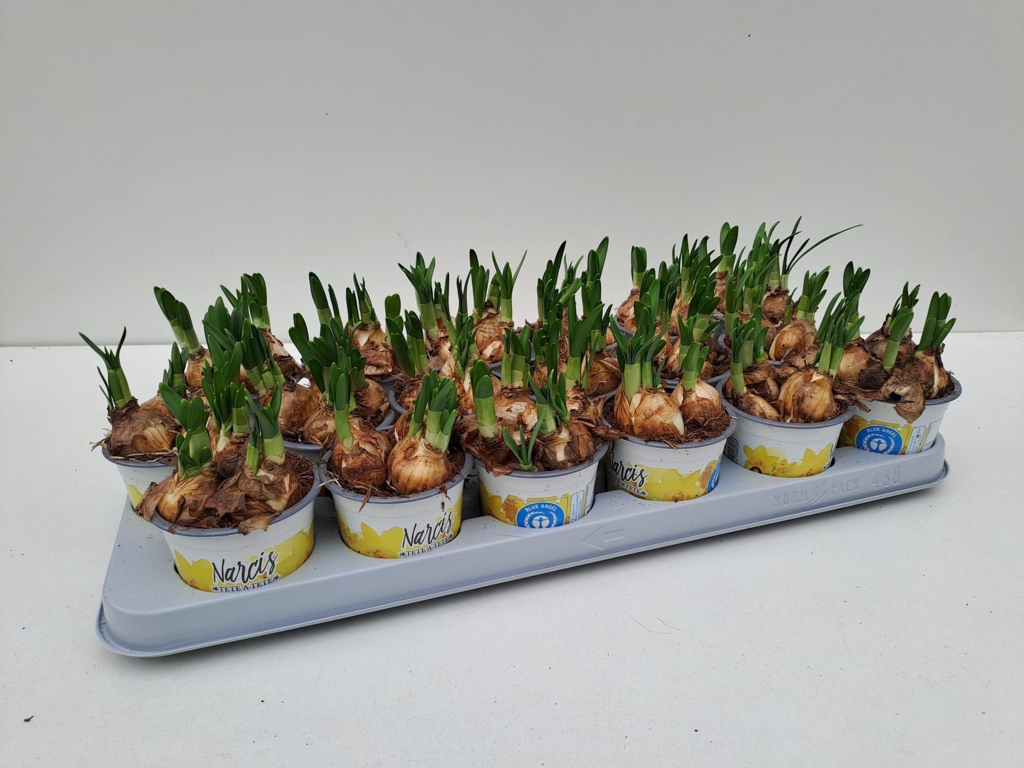 Narcissus Téte á Téte 9cm, D 9