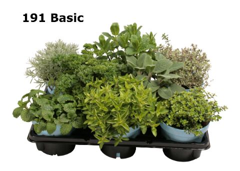 Kruiden op soort zonder etiket, D 12 cm