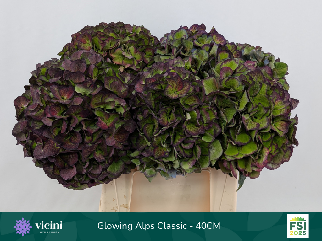 Гортензия Глоуин Альпс Перпл Классик 40, шт.