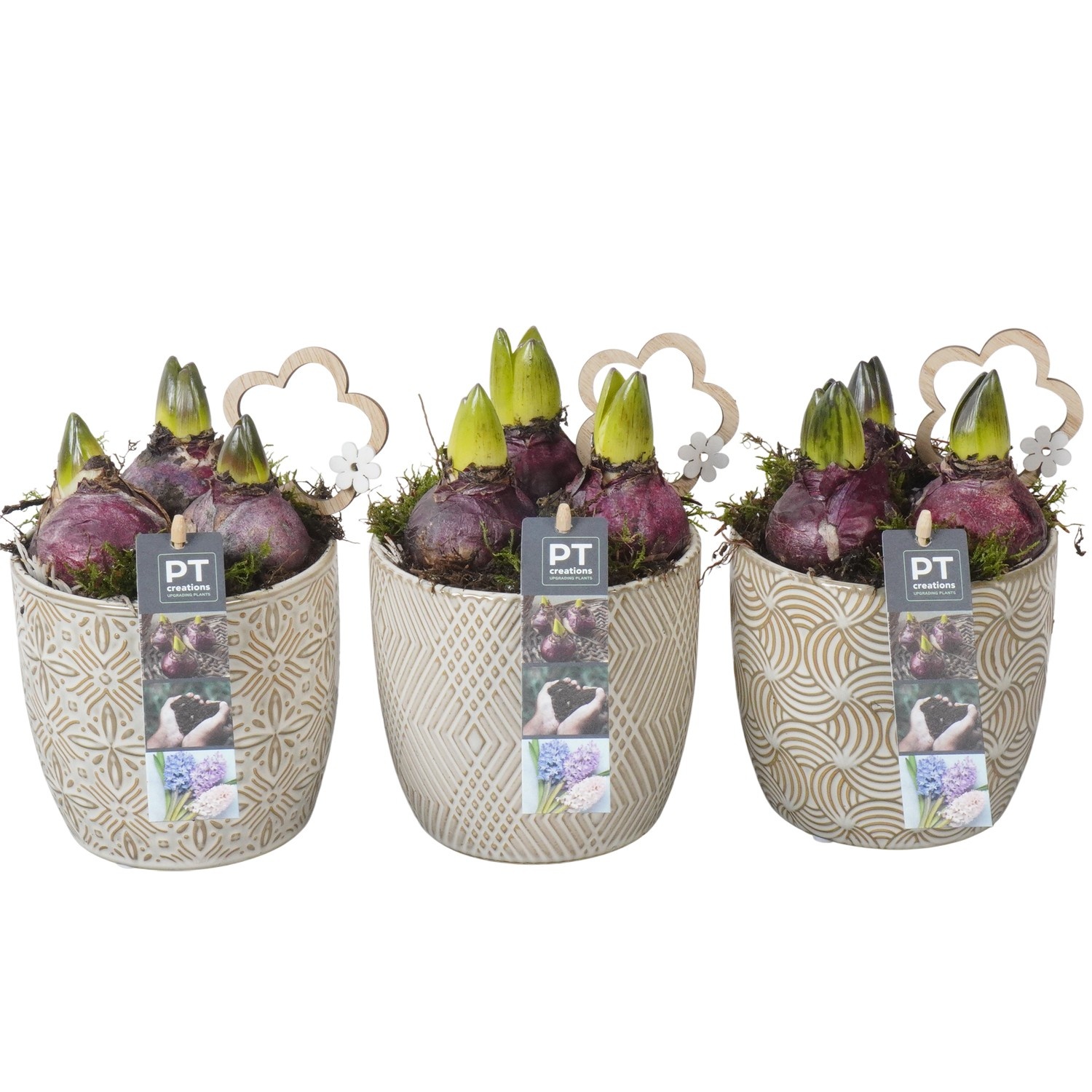 PTHC9195 Arrangement Hyacints in keramiek mix, D 12