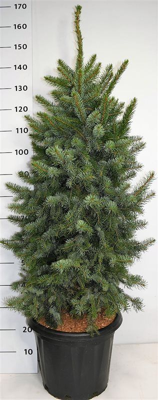 Picea omorika 'Zuckerhut', D 48