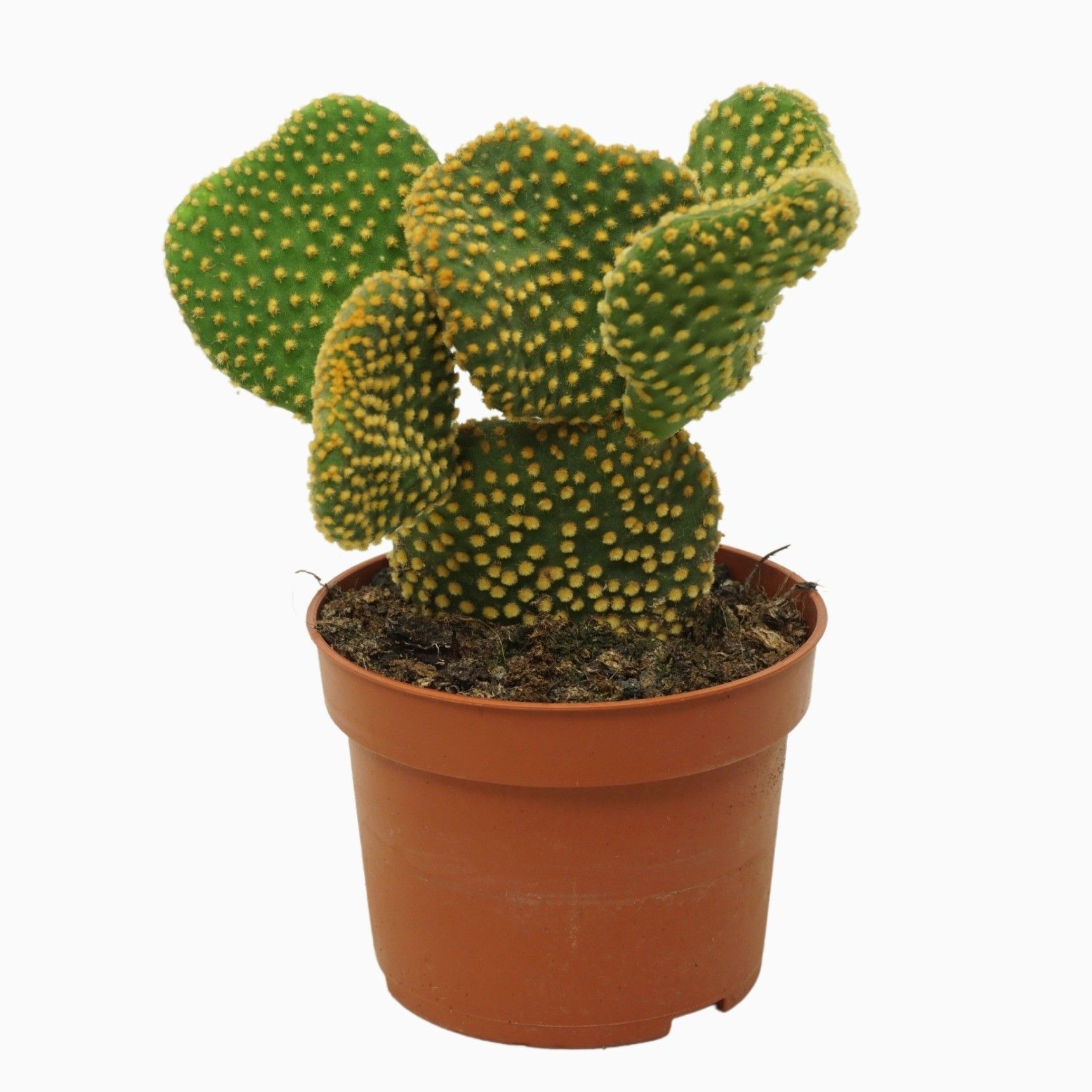 Opuntia cristata 10,5 cm, D 10,5