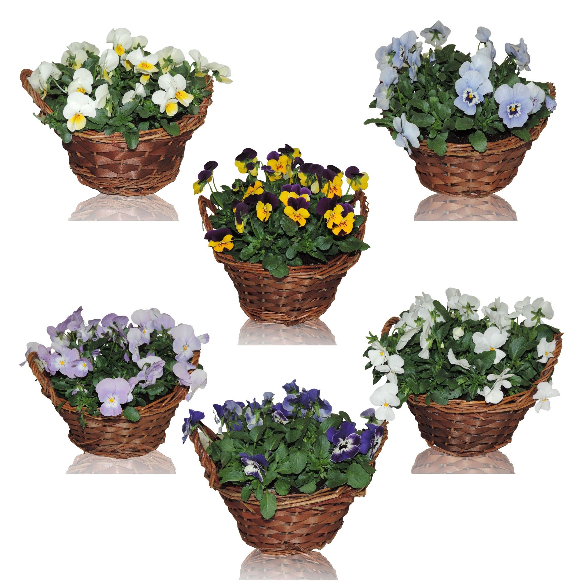 Collectie Hanoi Viola Cornuta in mand 19 cm, D 19