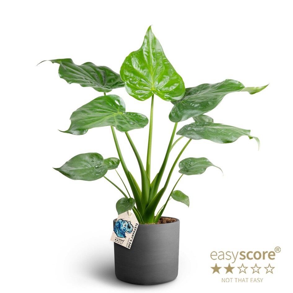 Raw Black, Alocasia cucullata, D 19