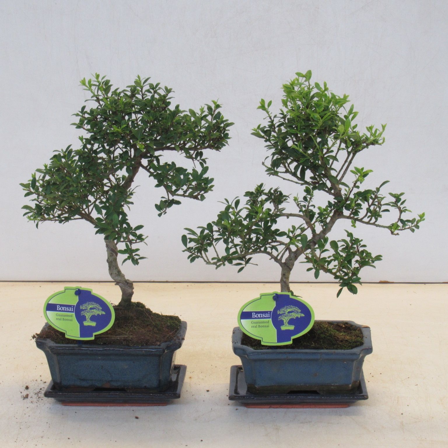 ilex crenata, 15 cm shape small leaf, with drip tray, D 15