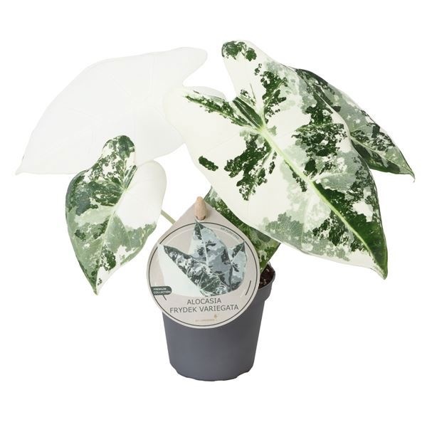 Alocasia Frydek Variegata W. Label 6 cm, D 6 cm
