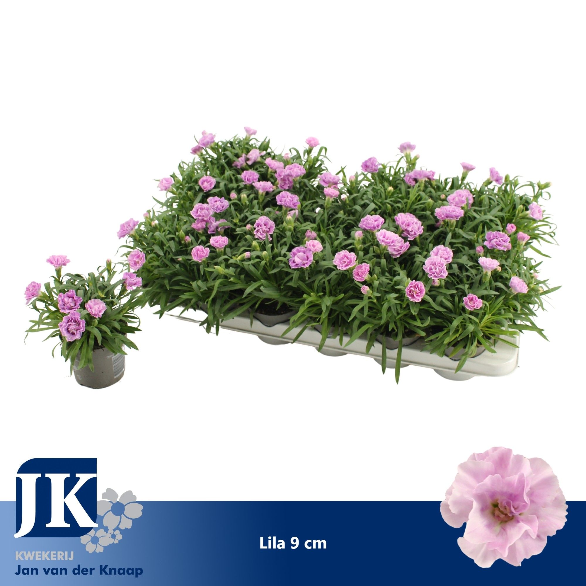Dianthus Ilka P 9, D 9