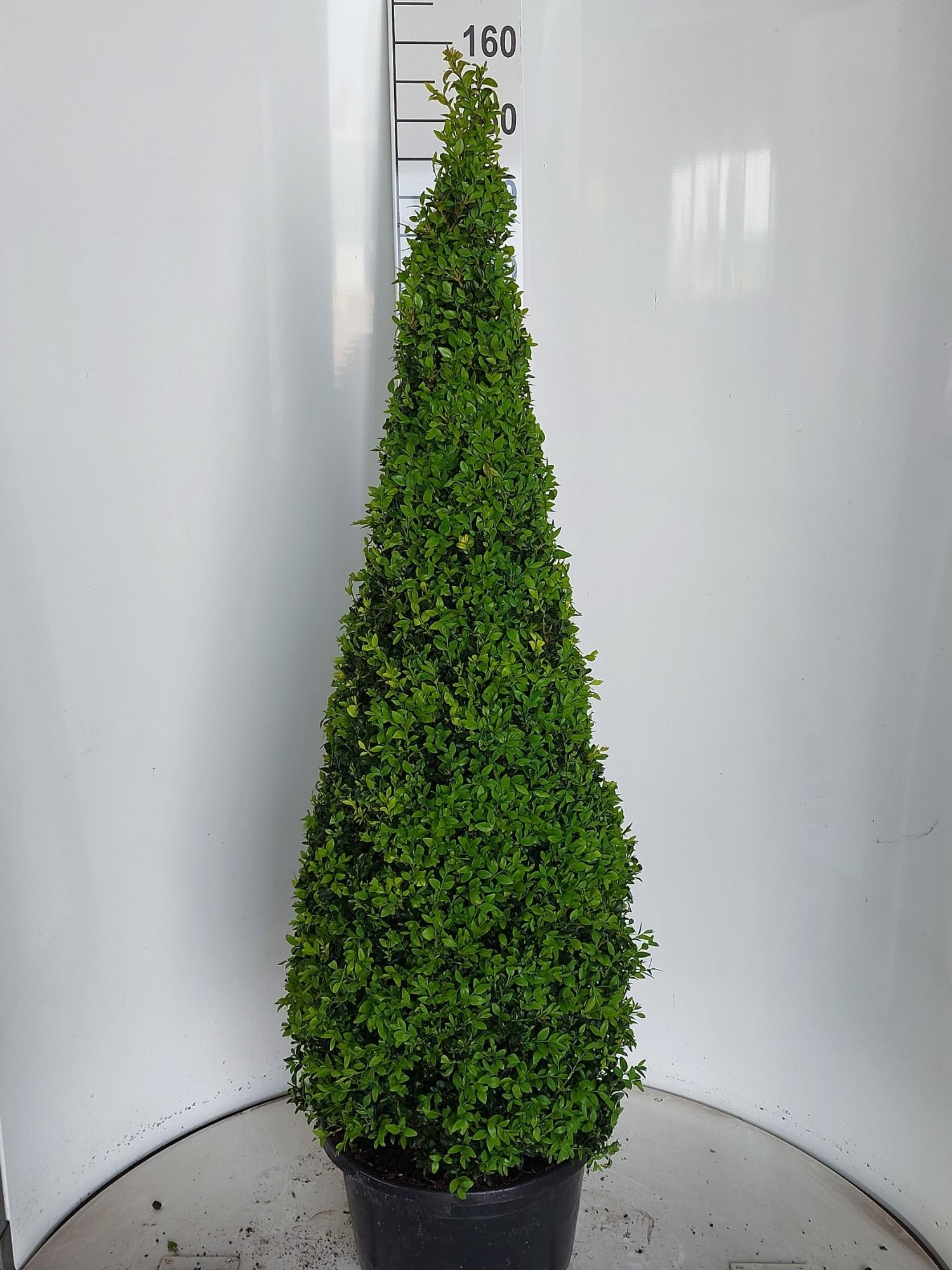 Buxus sempervirens piramide 130, D 38