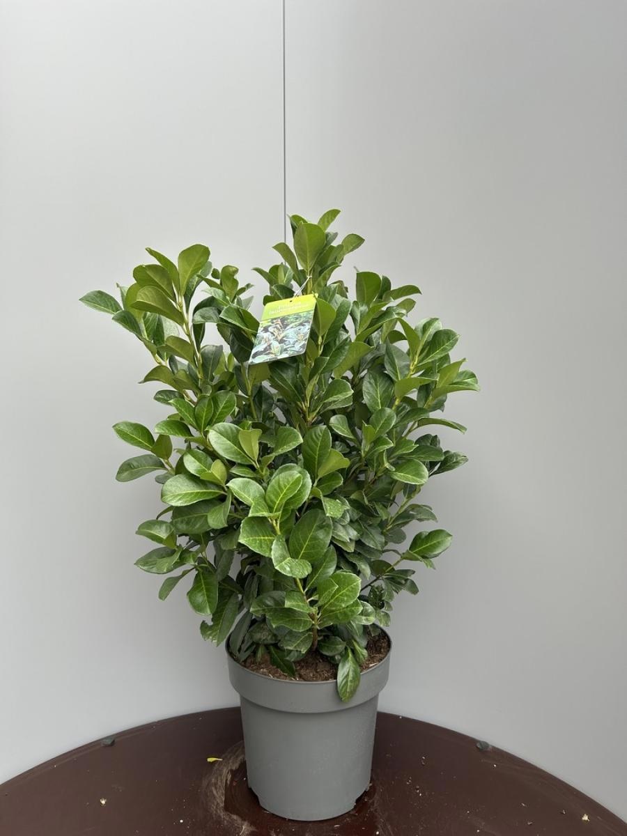 Prunus l. Etna, D 34