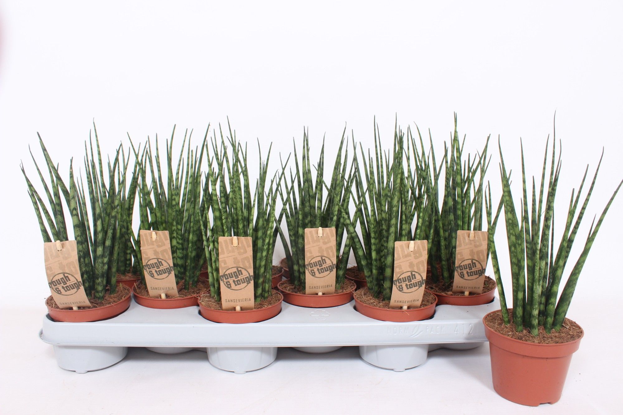 Sansevieria 'Fernwood' Mikado, D 10,5