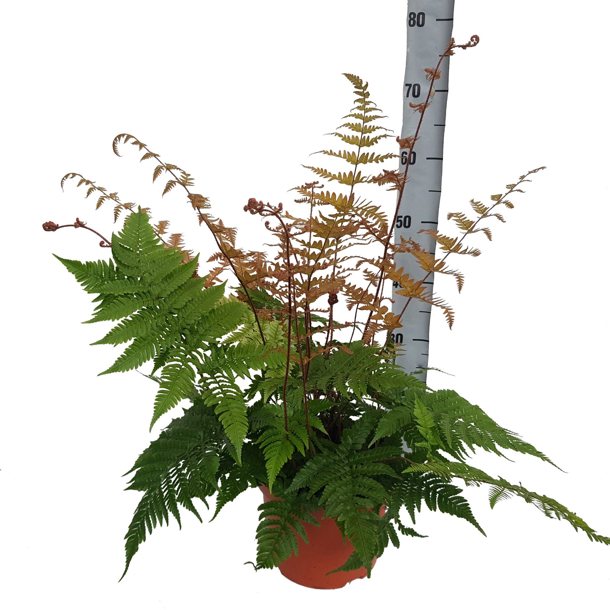 Dryopteris Erythrosora (Winterhard), D 24