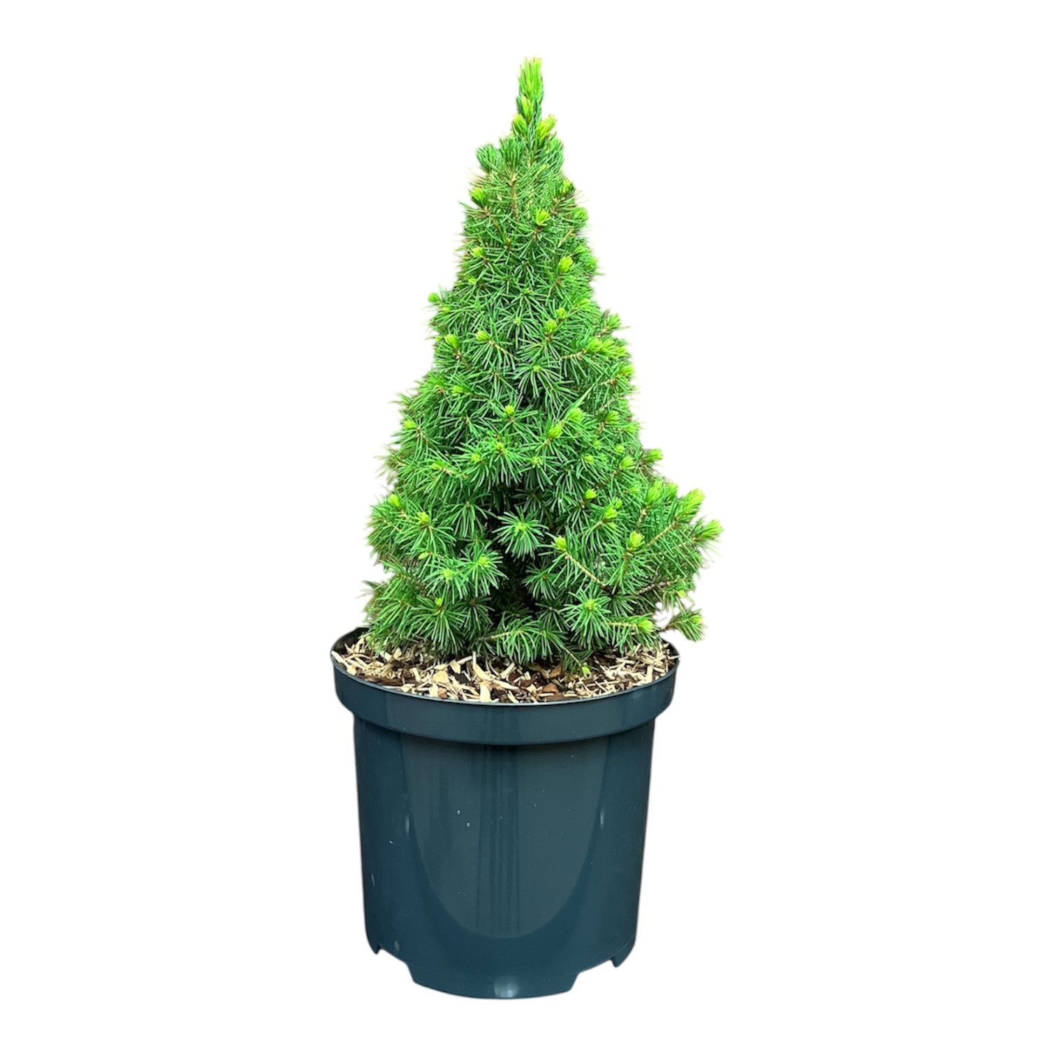 Picea g. 'J.W. Daisy's White', D 18