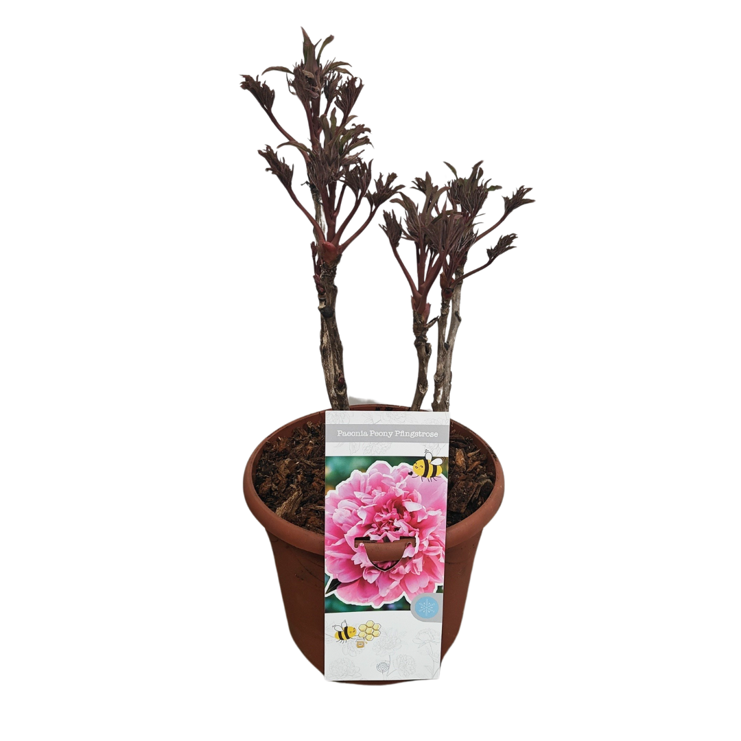 Paeonia Woody suffruticosa pink, D 26