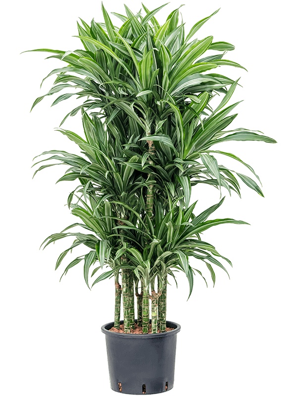 Dracaena fragrans 'Ulises', D 28