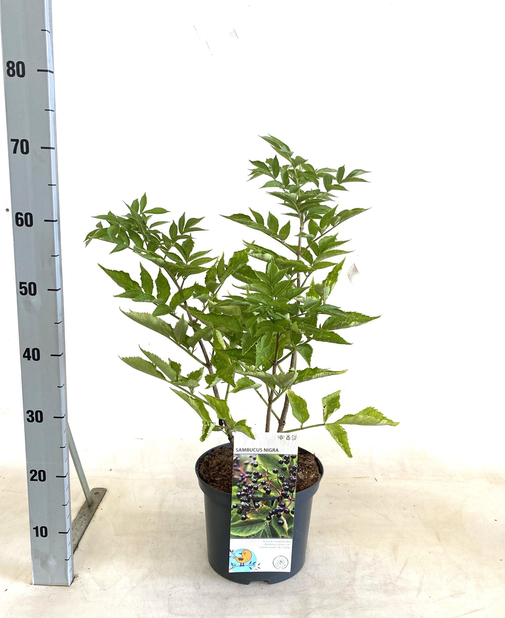 Sambucus nigra, D 23