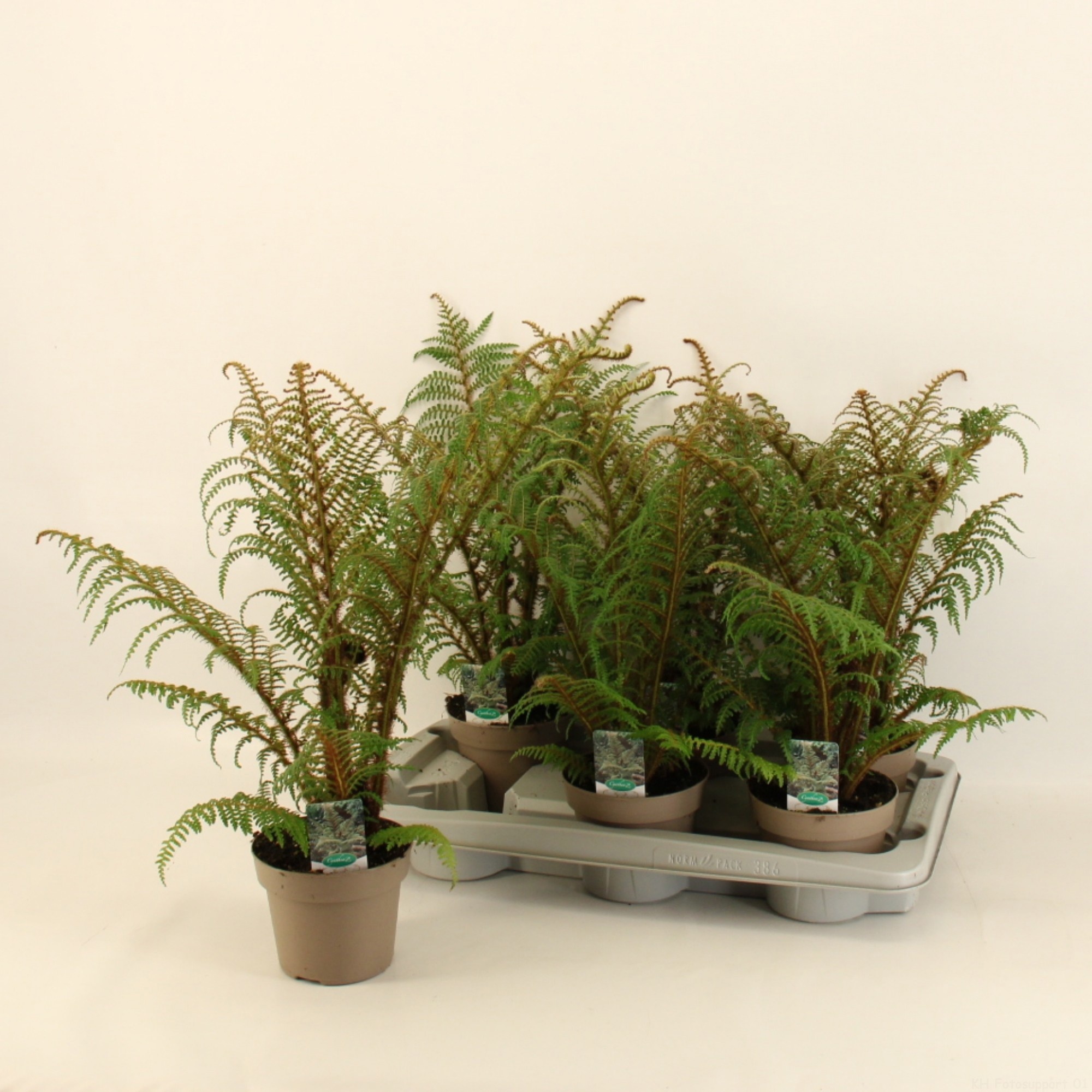 Cyathea Highland Lace/ Wollige boomvaren 14cm, D 14