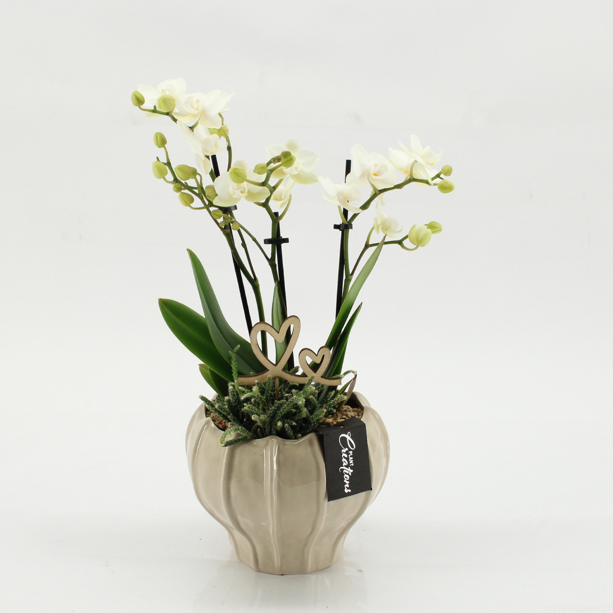 PHALRM-2610W Romantic Phalaenopsis, D 16
