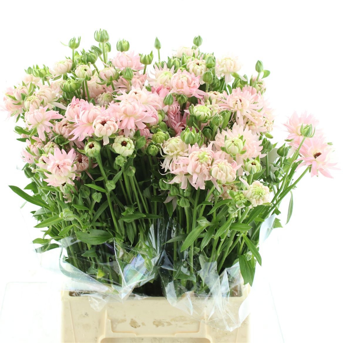 Ранункулус Модерна Венус 50 (светло-роз.), шт.