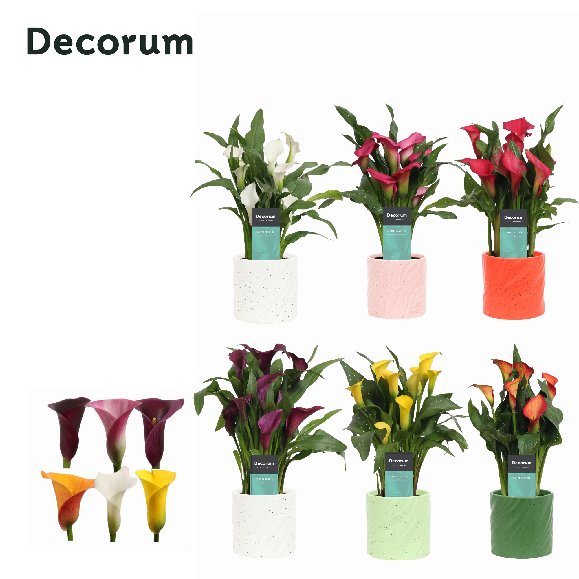 Zantedeschia (Calla) in Ompot Yara (Decorum), D 12