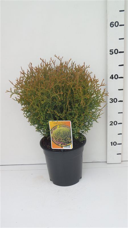 Thuja occ. 'Tiny Tim', D 19 cm Thuja occ. 'Tiny Tim', D 19 cm