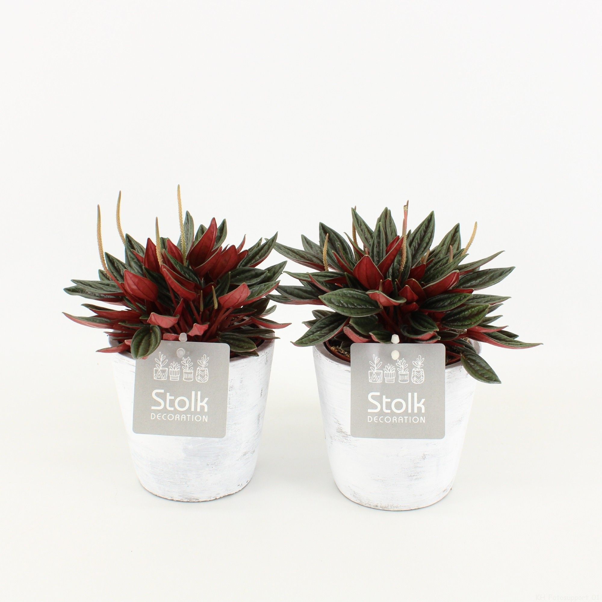 Peperomia Rosso 10,5 in White Wash pot, D 11