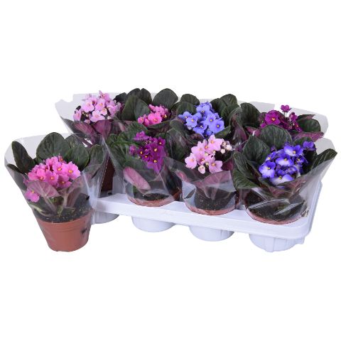 Saintpaulia Gemengd blanco x8, D 12