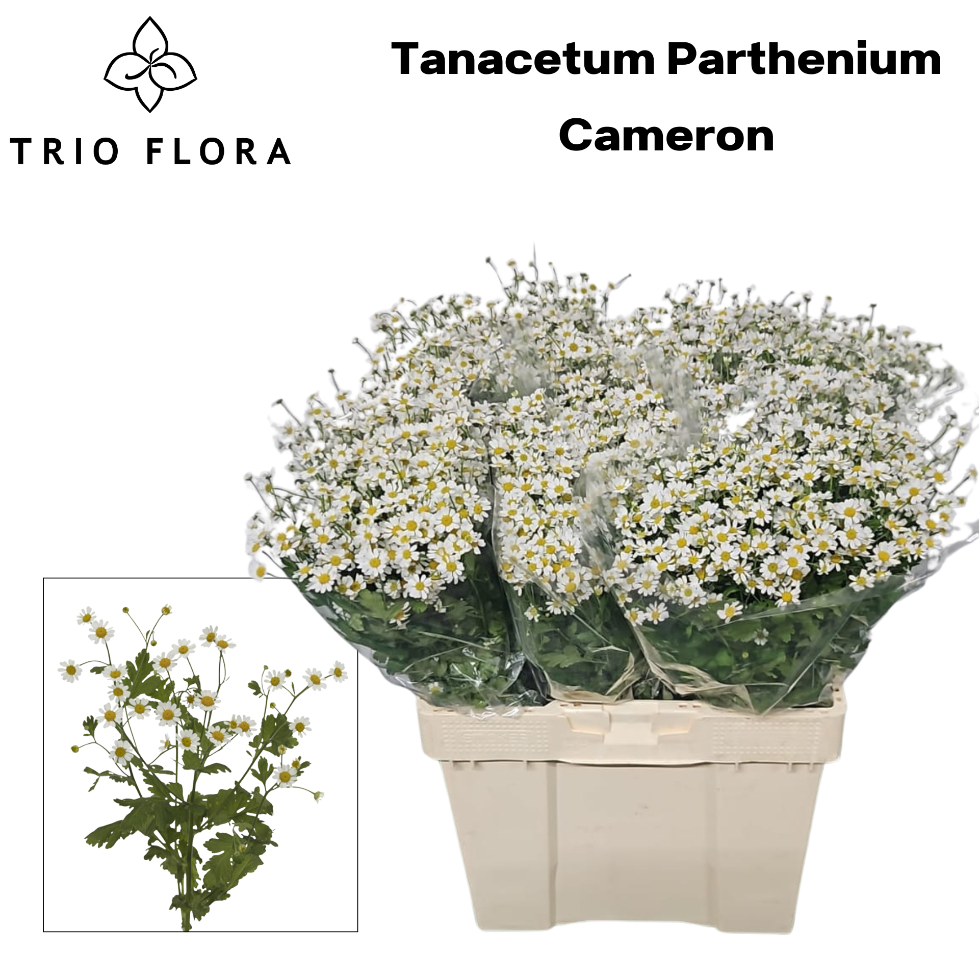 Танацетум Камерон 60 (бел.), шт.