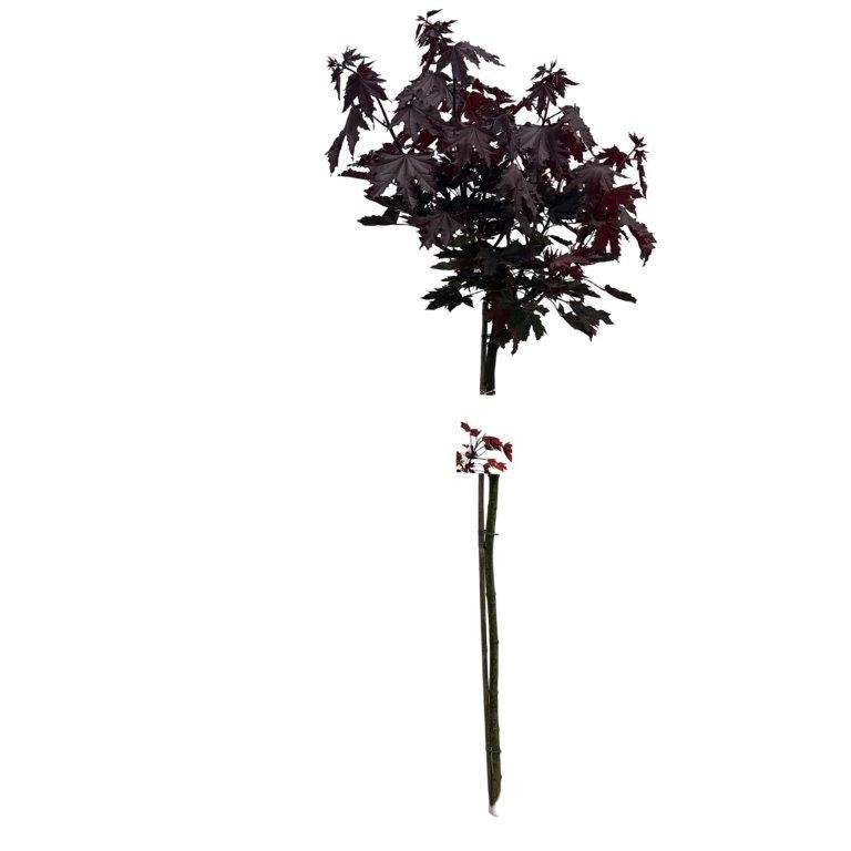 Acer platanoides 'Crimson Sentry' stam 150 cm, D 32 cm
