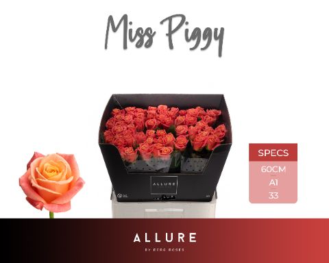 Роза од. Мисс Пигги+ 60, шт. Роза од. Мисс Пигги+ 60, шт.