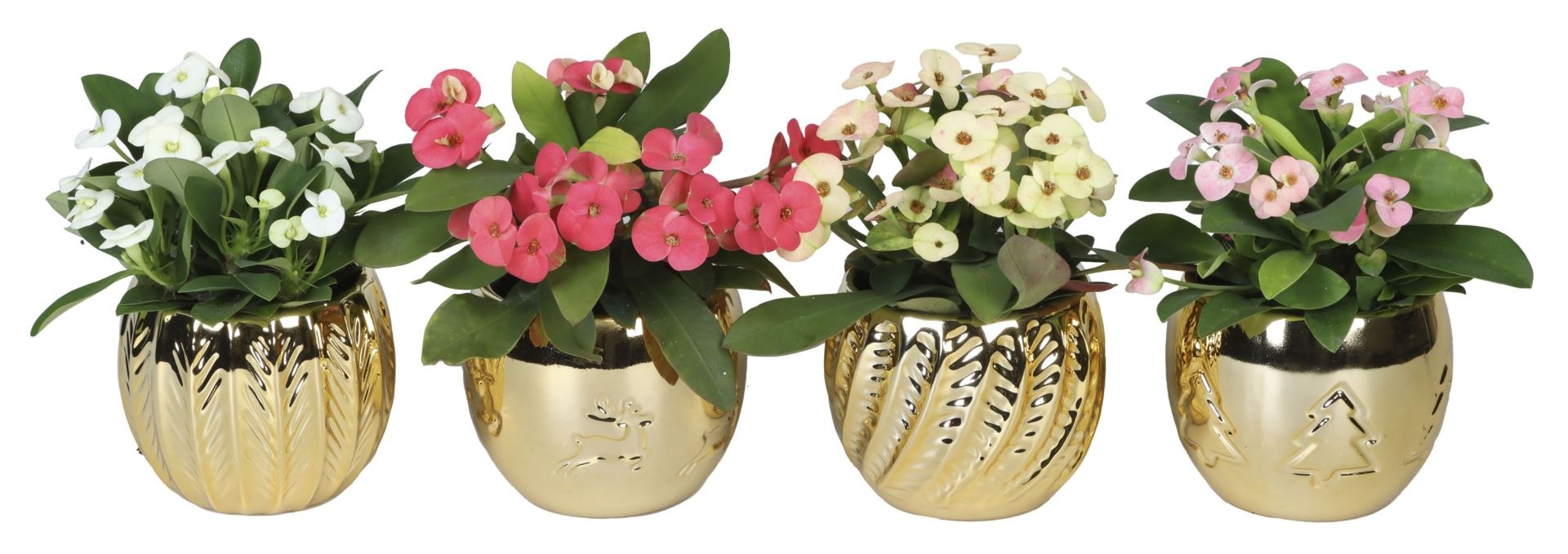 L 66418 With Euphorbia Milii Mix 6 cm, D 6 cm