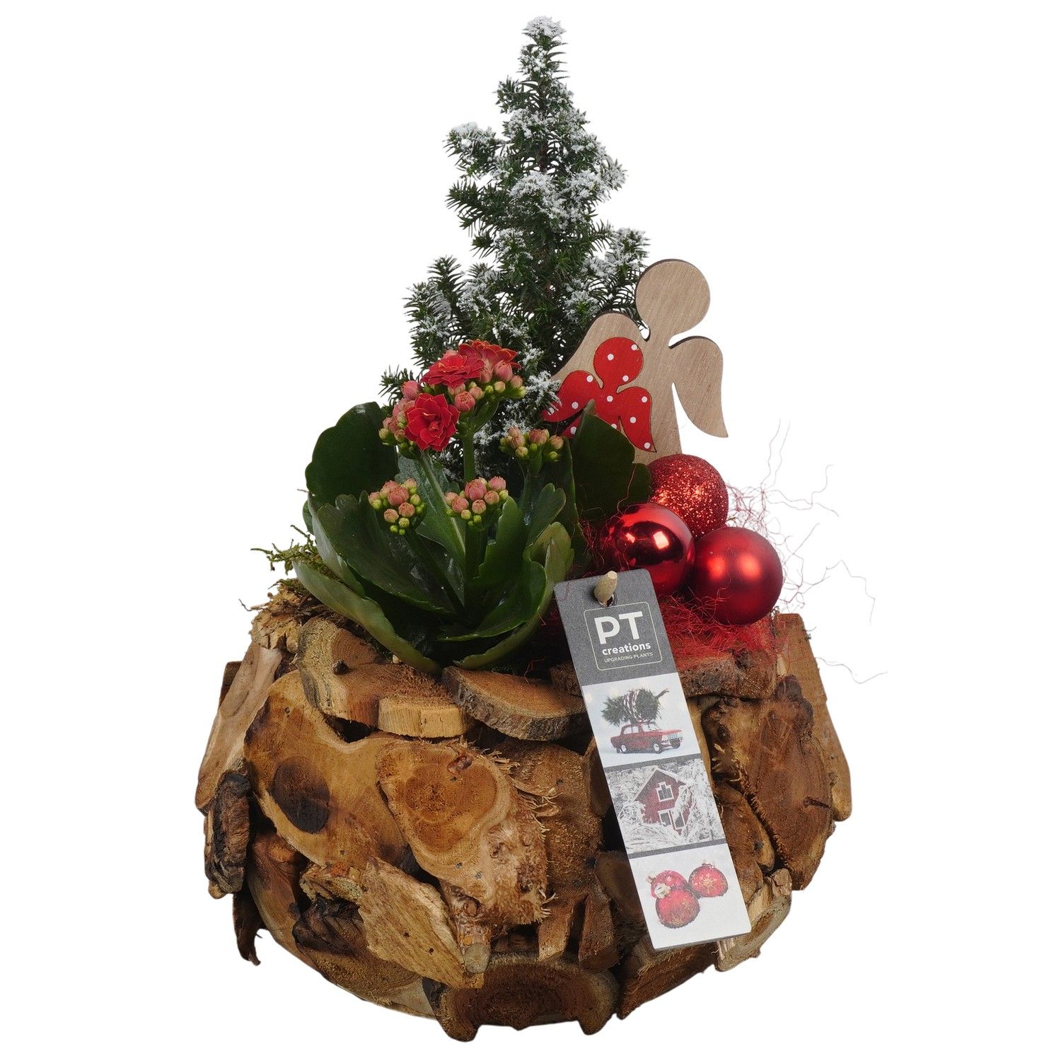 PTCHR7354 Arrangement Christmas Red in houten pot, D 21 cm