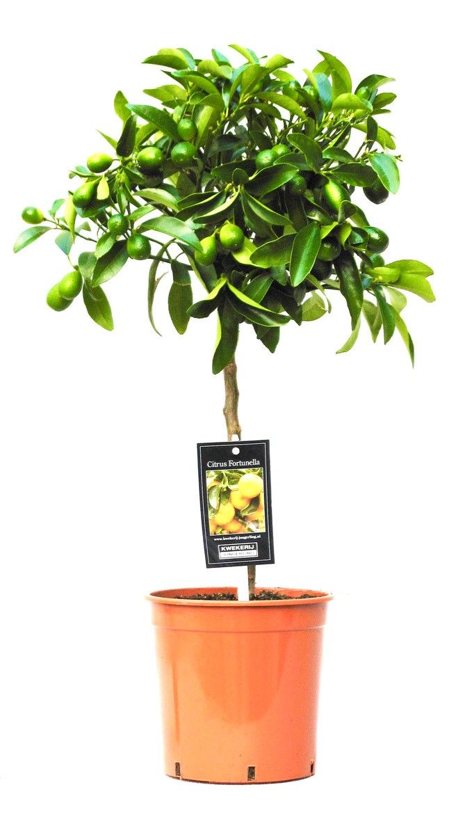 Citrus Kumquat, D 19 cm Citrus Kumquat, D 19 cm