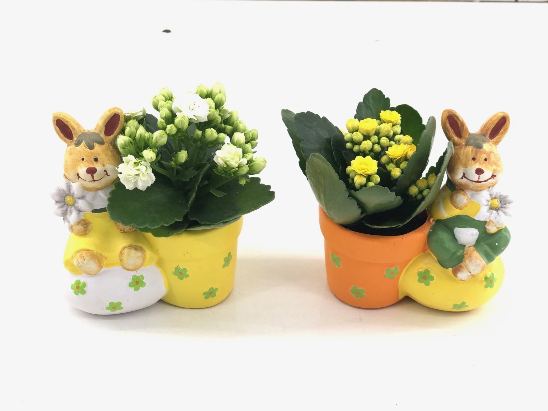 TDM : PASEN 2026 - Zittend konijn op Ei met Kalanchoë, D 6