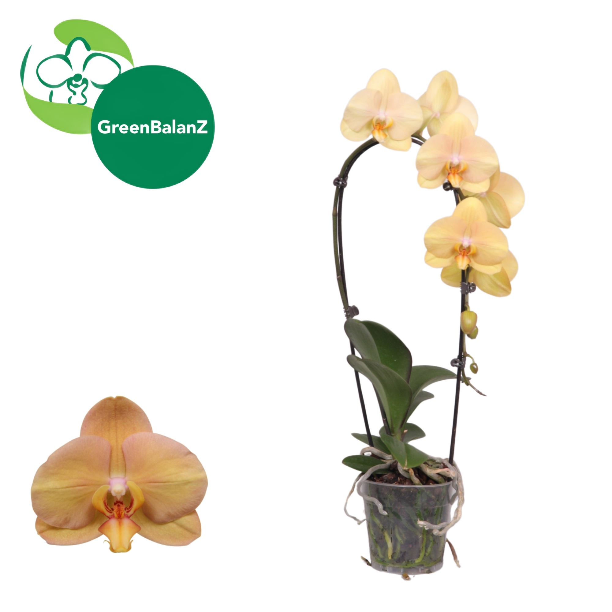 ShapeZ - CascadeZ African Sunset 1 tak, D 12