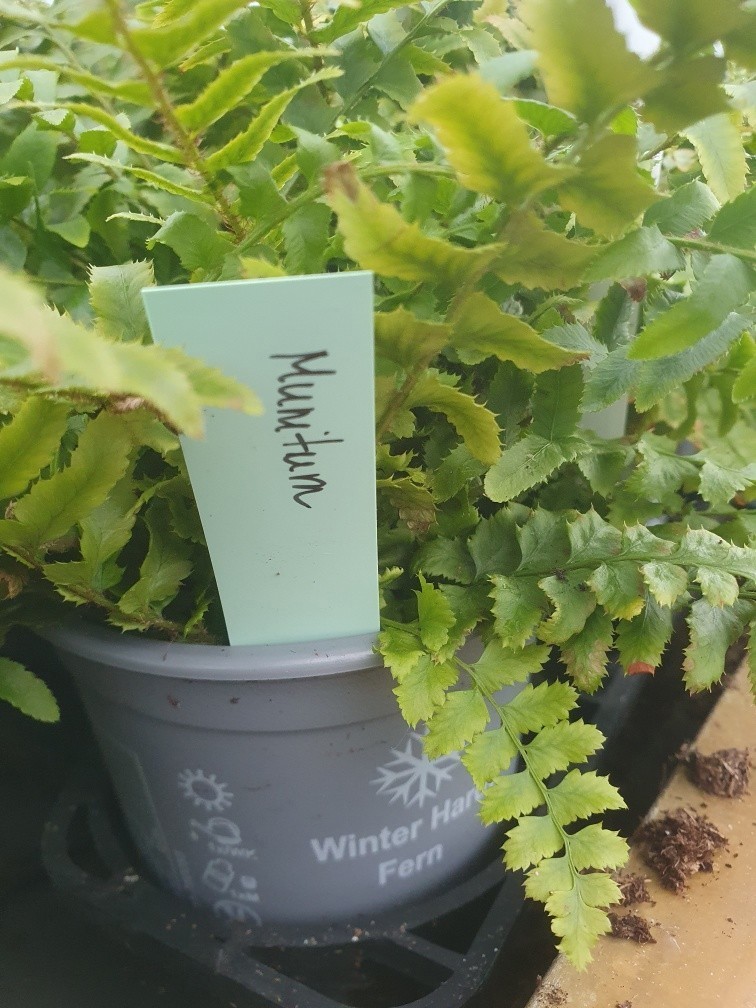 POLYSTICHUM MUNITUM, D 11