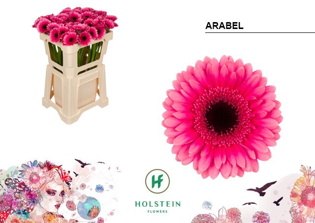 Гермини Арабэль, шт.