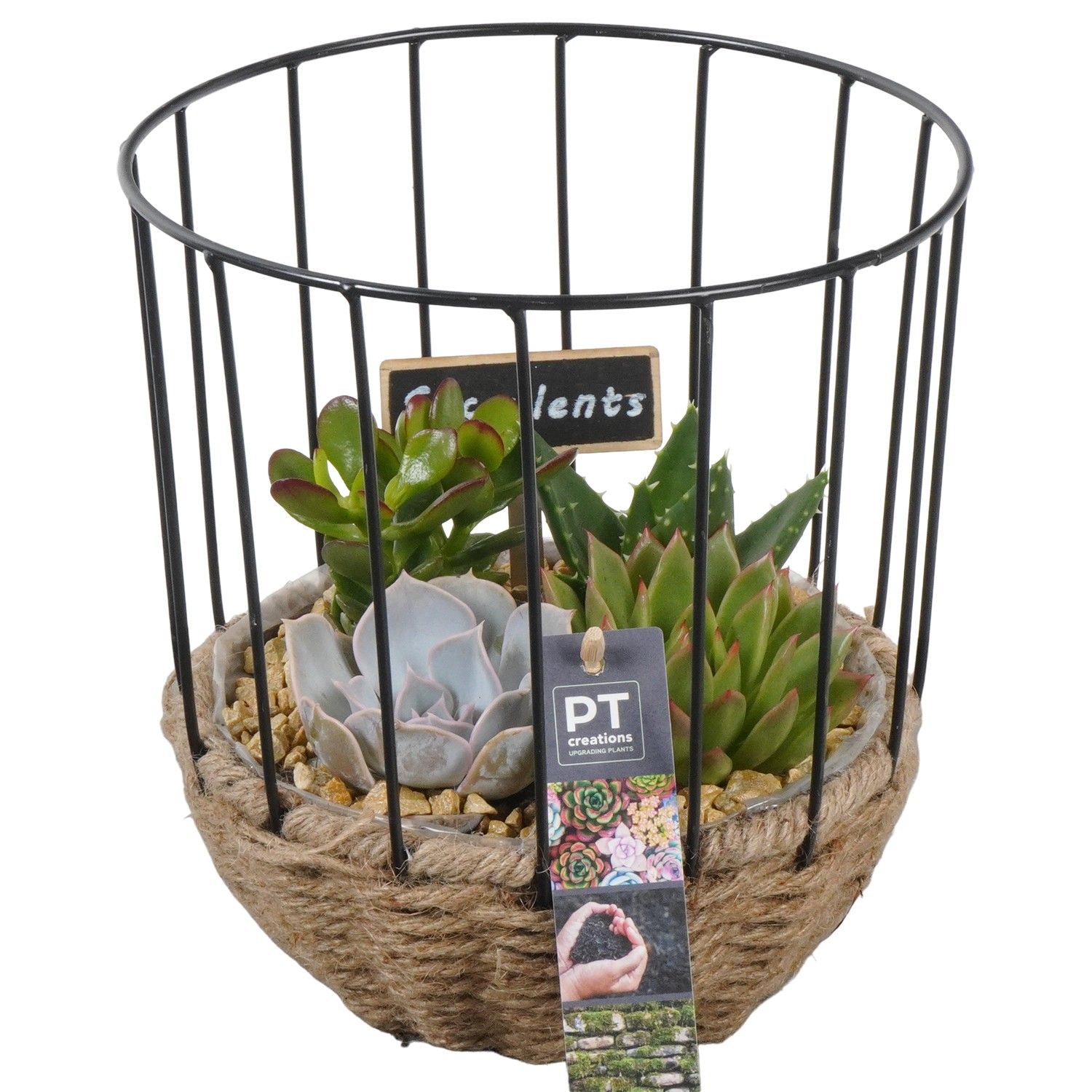 PTSU8505 Arrangement Succulent in touwmand met metaal, D 20