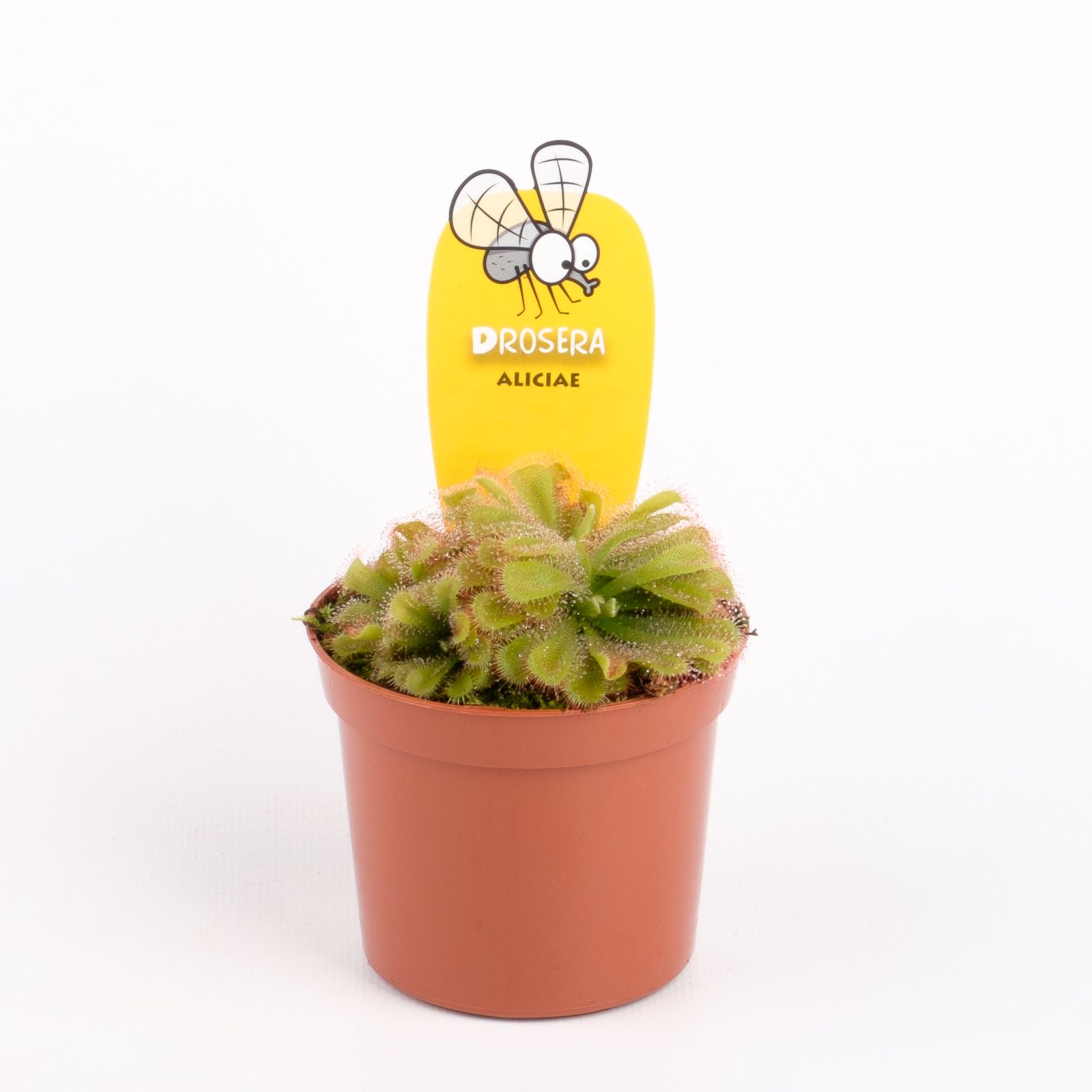 Drosera aliciae, D 8,5